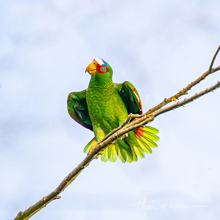 White Fronted Parrot Mating Dance