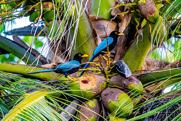 Yucatan Jays on a Coconut
