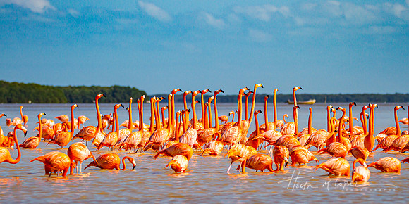 Flamboyance