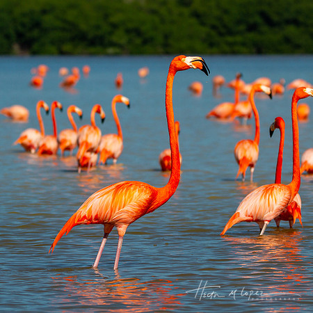 Celestun Flamingo