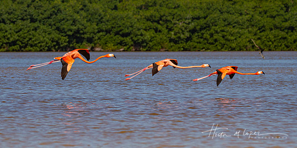 Flamingos in Formation