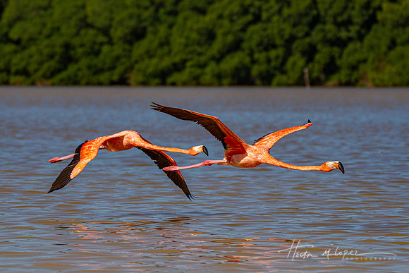 Flamingos 2