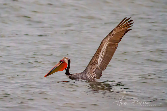 First Flap