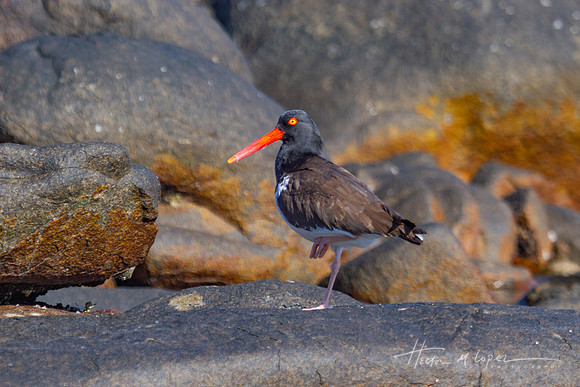 Oystercatcher on One Leg