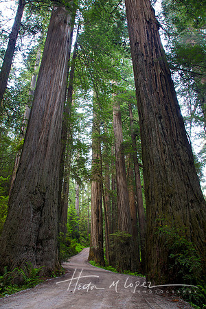 Tall Trees Road