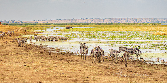 Zebra Marsh