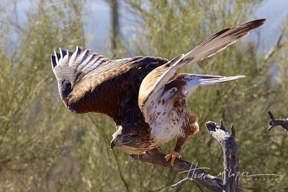 Hawk Takes Flight - Sonoran Desert Museum