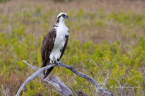 Osprey in Everglades