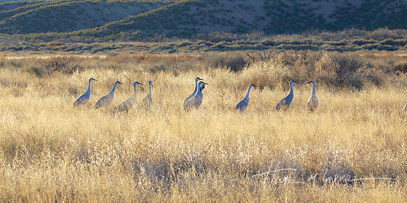 Sandhill Cranes Consult