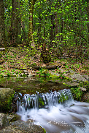 Fern Spring in Spring