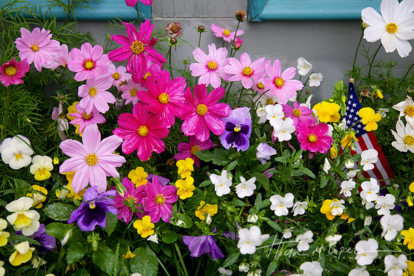 Window Box