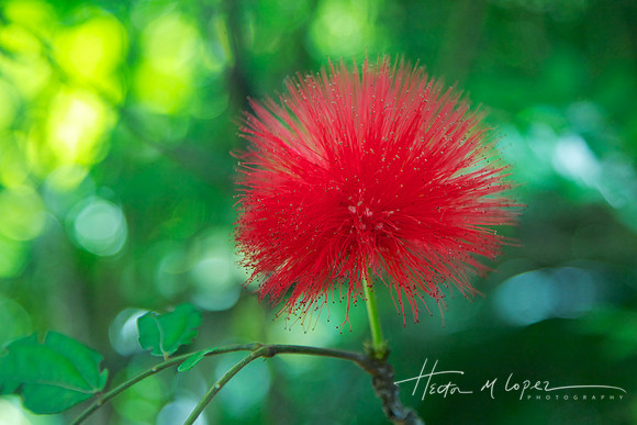 Red Bottle Brush