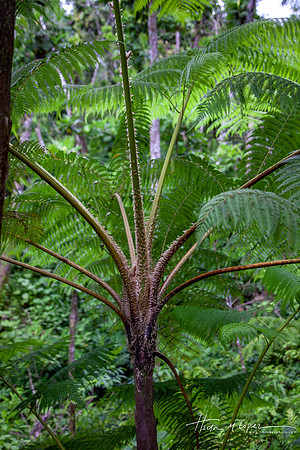 Elyunque-19