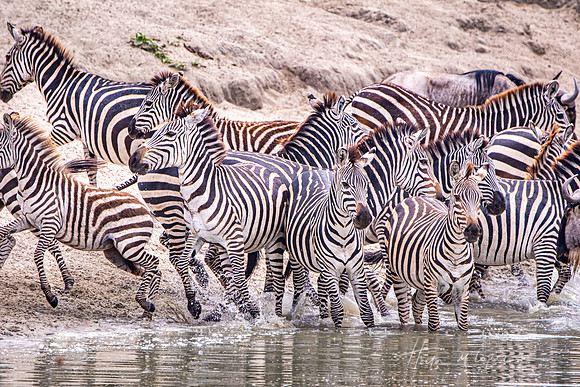 Zebras Spooked