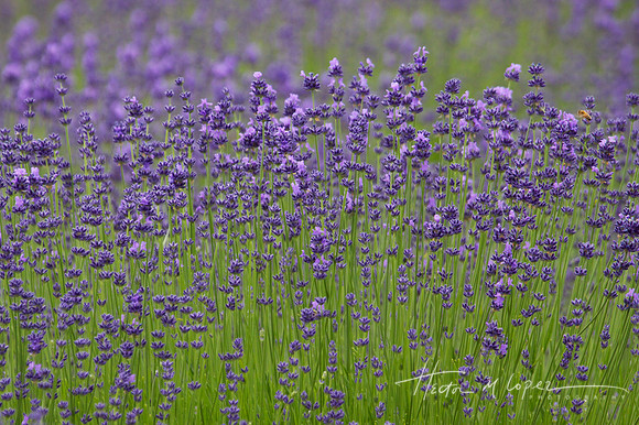 Columbia River Lavender