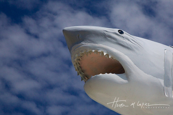Flying Shark