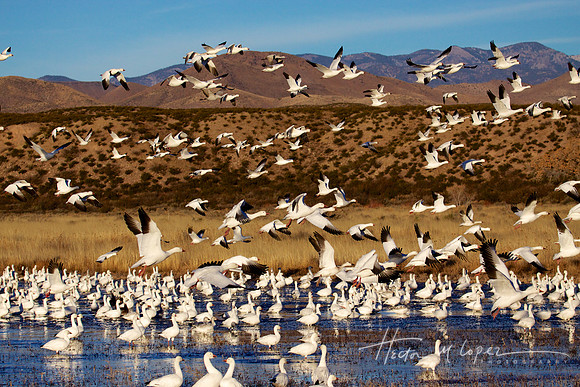 Snowy Geese Flock