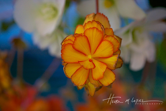Yellow Bloom