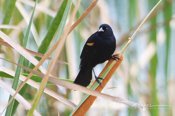Red Wing Blackbird on Cattail