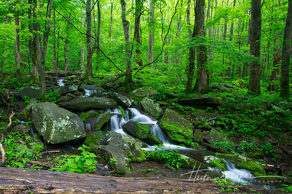 Smoky Mountain Stream