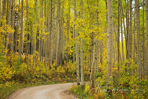 Yellow Road