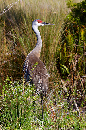 Sandhill Crane Merritt Island