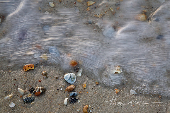 Shells in Surf