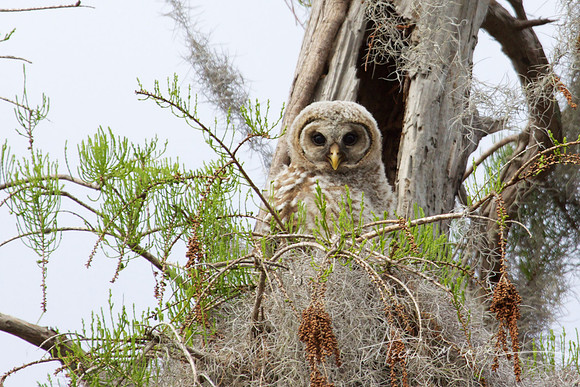 Baby Owl