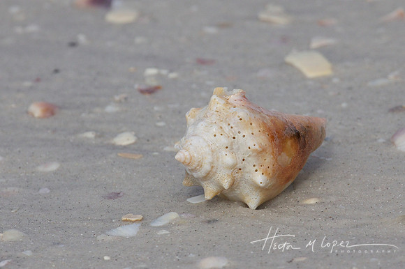Conch