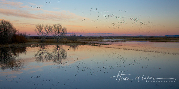 Bosque Evening