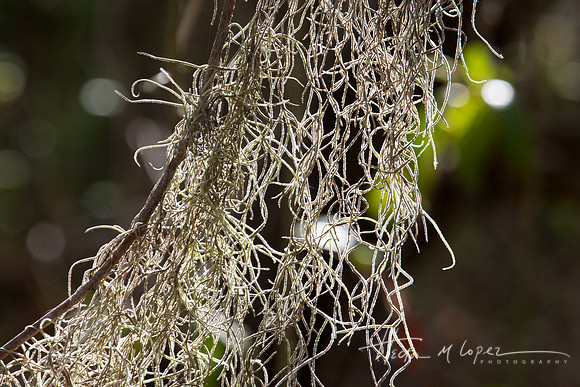 Everglades Moss