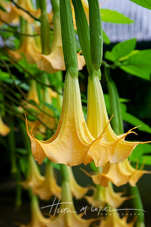 Dominica