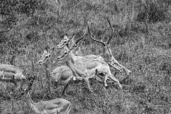 Tanzania BW (54 of 103)