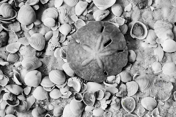 Sand Dollar