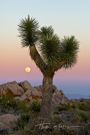 Joshua Tree Moonrise