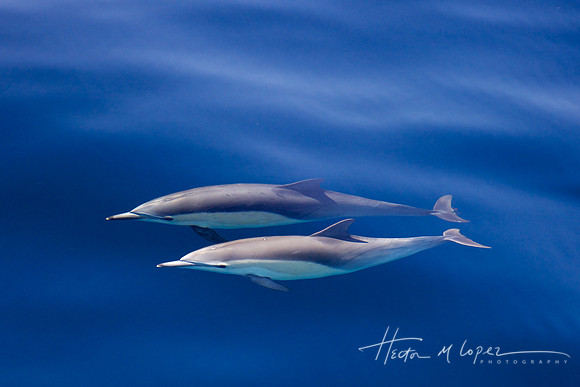 Dolphins Two