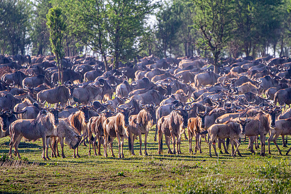 Wildebeest Herd