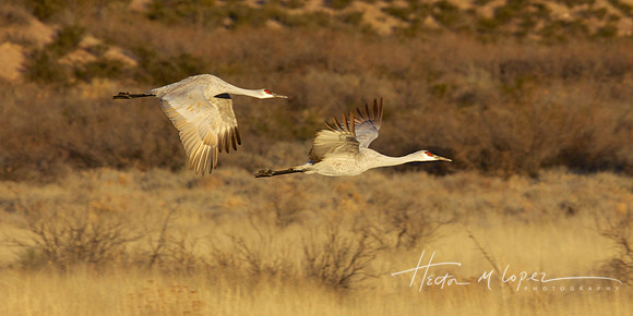 Sandhill Cranes In Flight