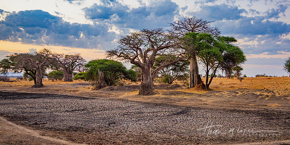 Dawn on Baobabs