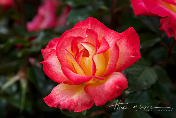 Pink and Yellow