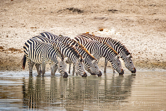 Zebras at the Watering Hole