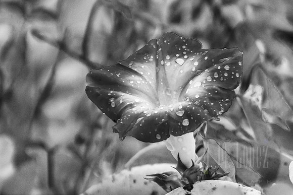 Dew on Flower