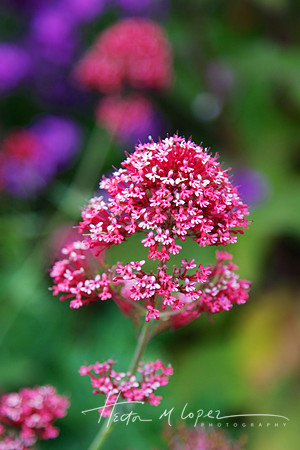 Pink Bloom