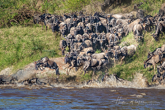 Wildebeest into the Mara