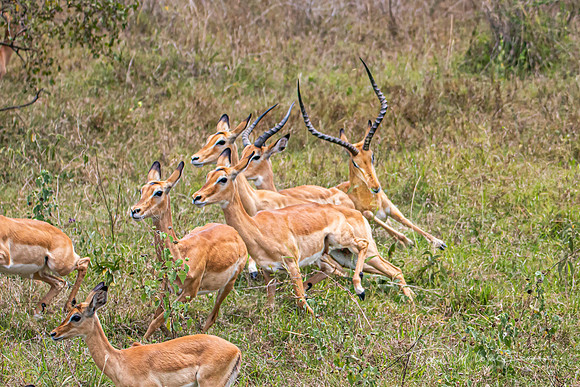Impala Chase