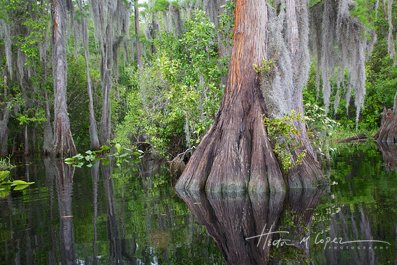 Cypress Swamp