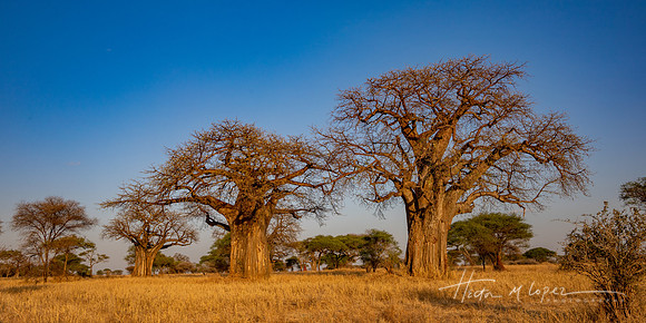 Baobabs 3 Golden Light