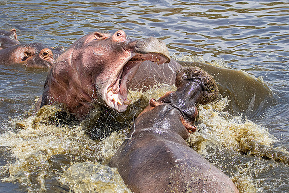 Ferocious
