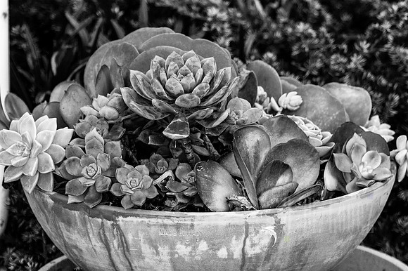 Succulents in a bowl