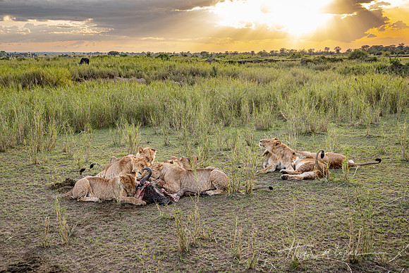 Sunset Feast